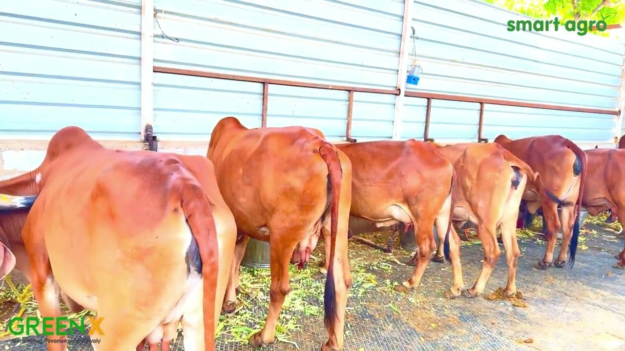 GreenX farm video