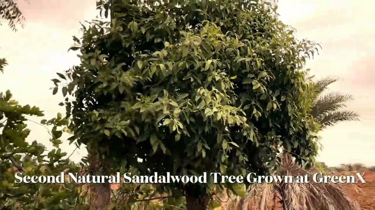 GreenX farm video